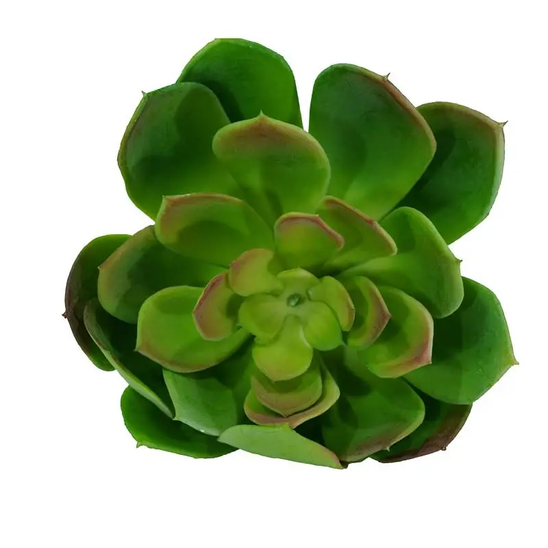 Fiore Verde: La tua floreria di fiducia - Quali sono i fiori sempre vivi fiore verde - Quali sono i fiori sempre vivi