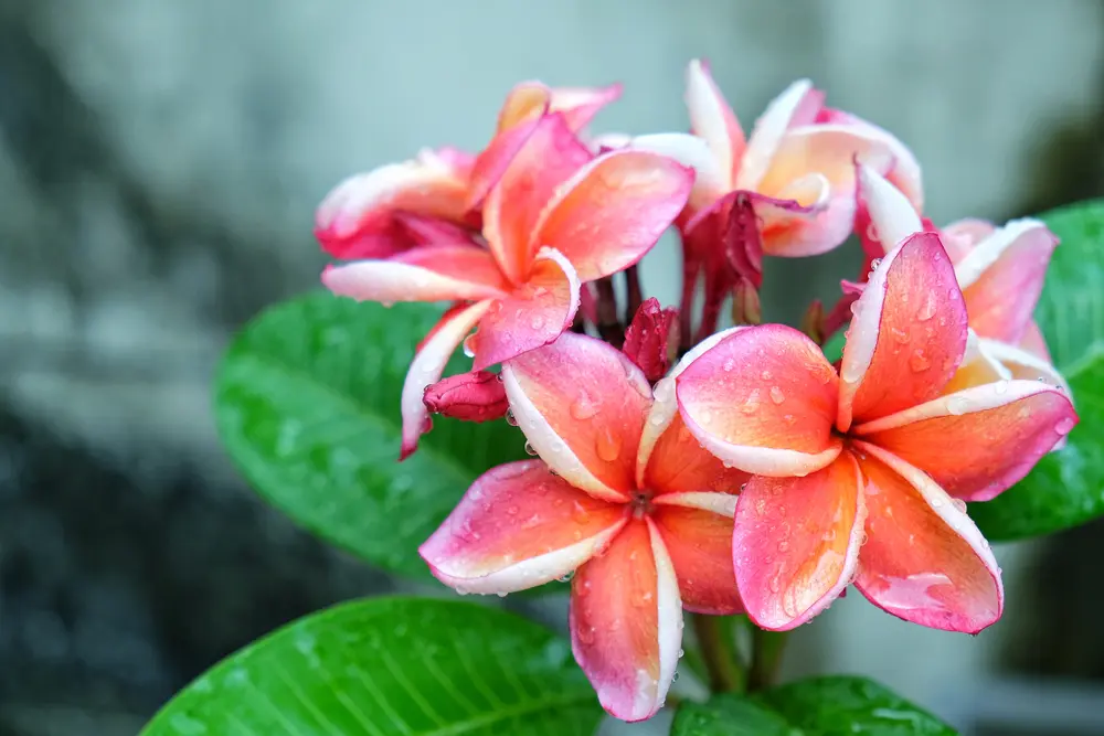 Fiori tropicali: un tocco di esotismo per il tuo giardino - Quali sono i fiori tropicali fiori tropicali - Quali sono i fiori tropicali