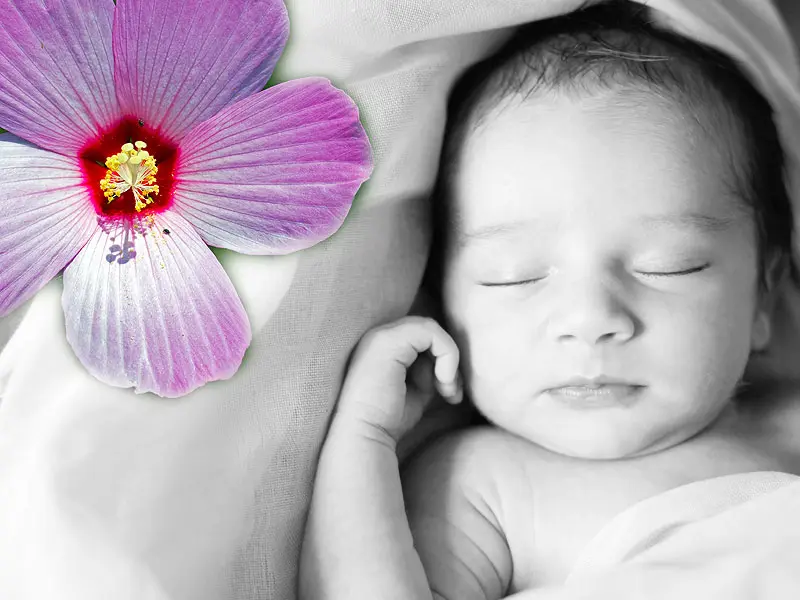 nomi fiori femminili - Quali sono i nomi da femmina