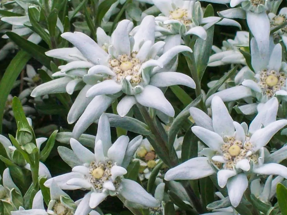 La Stella Alpina Fiore: Tutto quello che devi sapere - Quali sono le caratteristiche della stella alpina stella alpina fiore - Quali sono le caratteristiche della stella alpina
