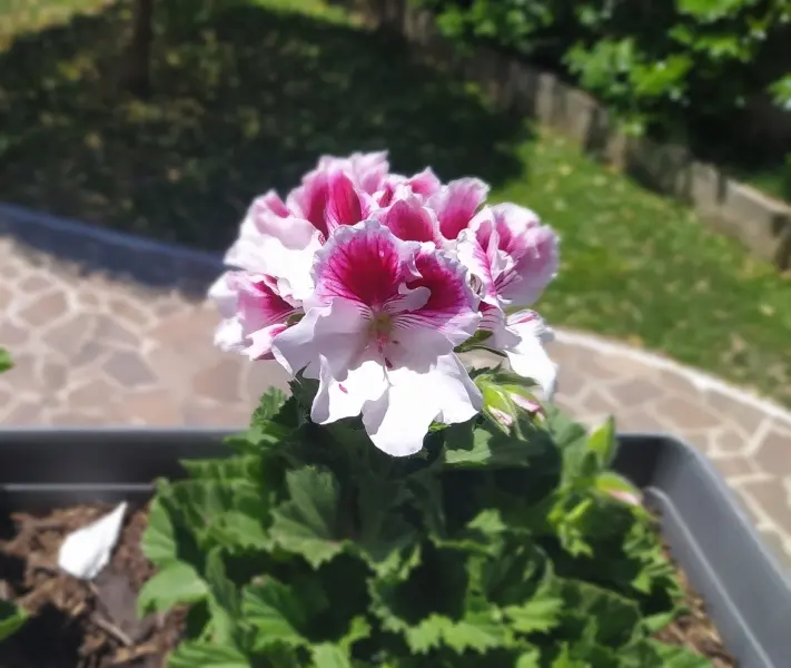 Quali sono le piante che fioriscono tutta l'estate? - Quali sono le piante che fioriscono tutta l'estate fiori estivi - Quali sono le piante che fioriscono tutta l'estate