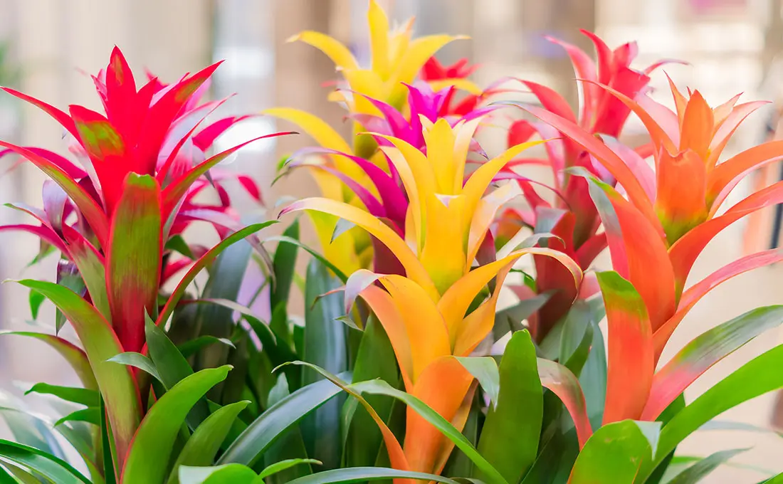 Come si chiamano le piante da interno con fiori: una guida completa - Quali sono le piante che si tengono in casa piante da interno con fiori nomi - Quali sono le piante che si tengono in casa