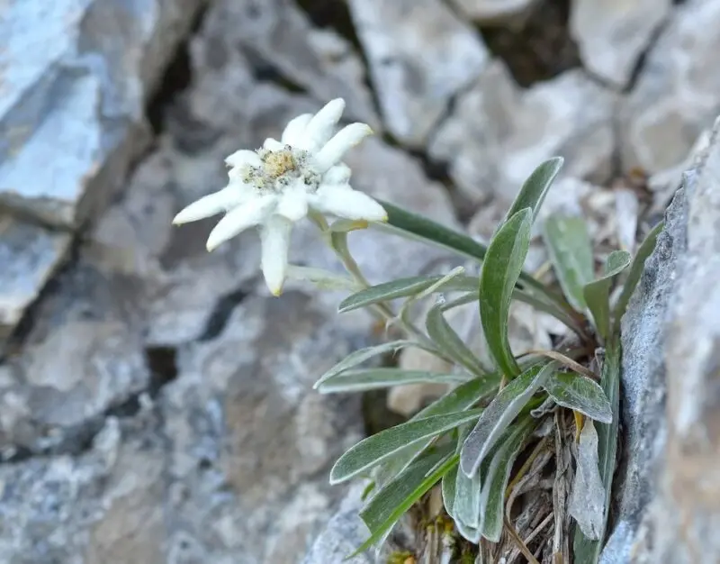 Fiore d'alta montagna: la bellezza della natura alpina - Quali sono le piante di montagna fiore d'alta montagna - Quali sono le piante di montagna