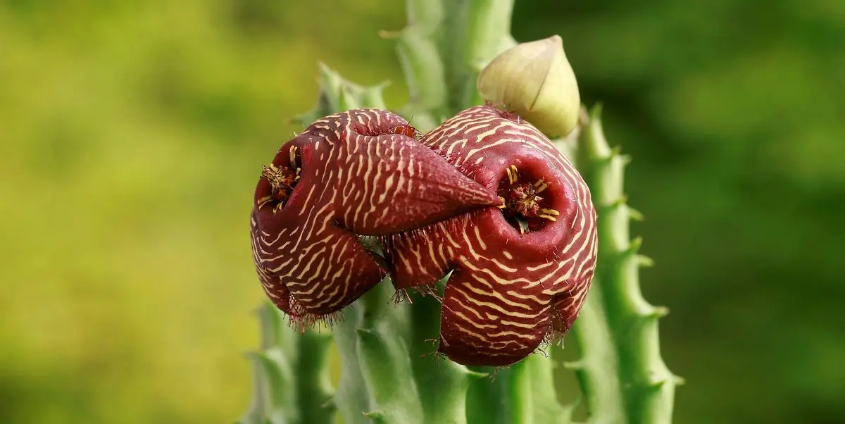 Piante grasse rare con fiori: una bellezza unica e afmaravilloso - Quali sono le piante grasse rare rare piante grasse con fiori - Quali sono le piante grasse rare