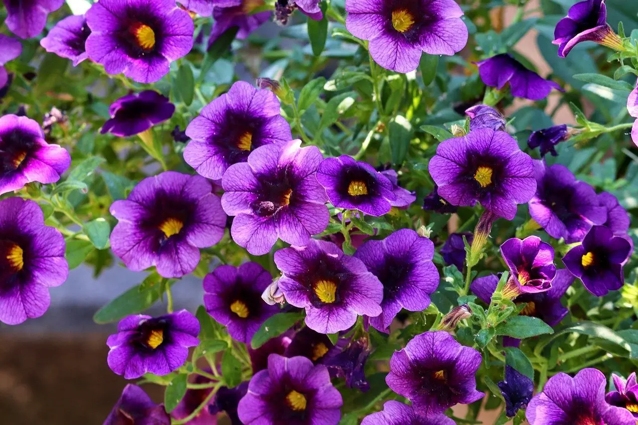 fiori perenni resistenti al freddo e al caldo - Quali sono le piante più resistenti