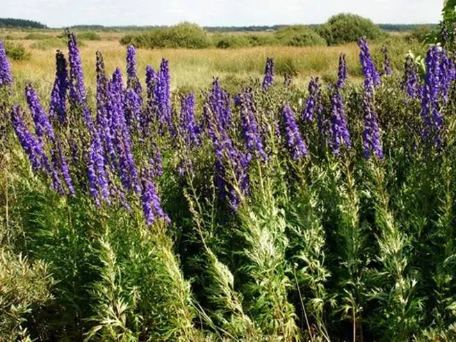 Fiori Velenosi: Tutto ciò che devi sapere - Quali sono le piante velenose fiori velenosi - Quali sono le piante velenose