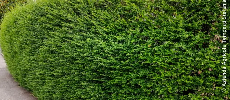 Siepi sempreverdi fiorite: la scelta giusta per il tuo giardino - Quali sono le siepi più belle siepi sempreverdi fiorite - Quali sono le siepi più belle