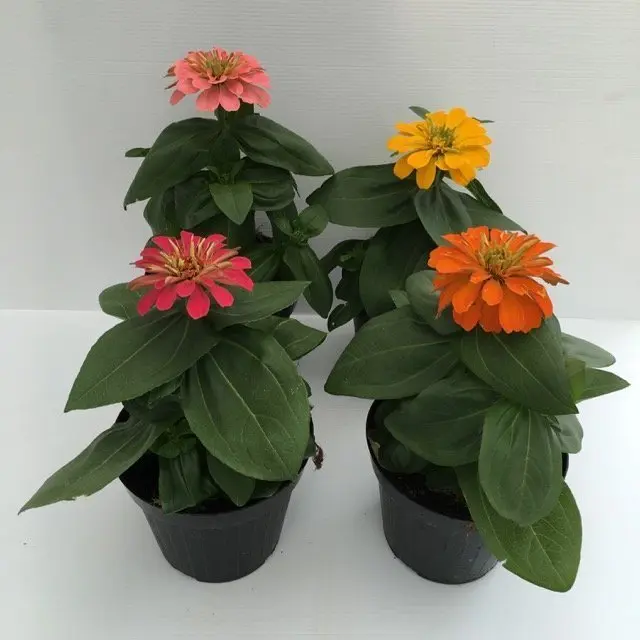 Zinnia Fiore: una guida completa sulla coltivazione e cura - Quali sono le zinnie perenni zinnia fiore - Quali sono le zinnie perenni