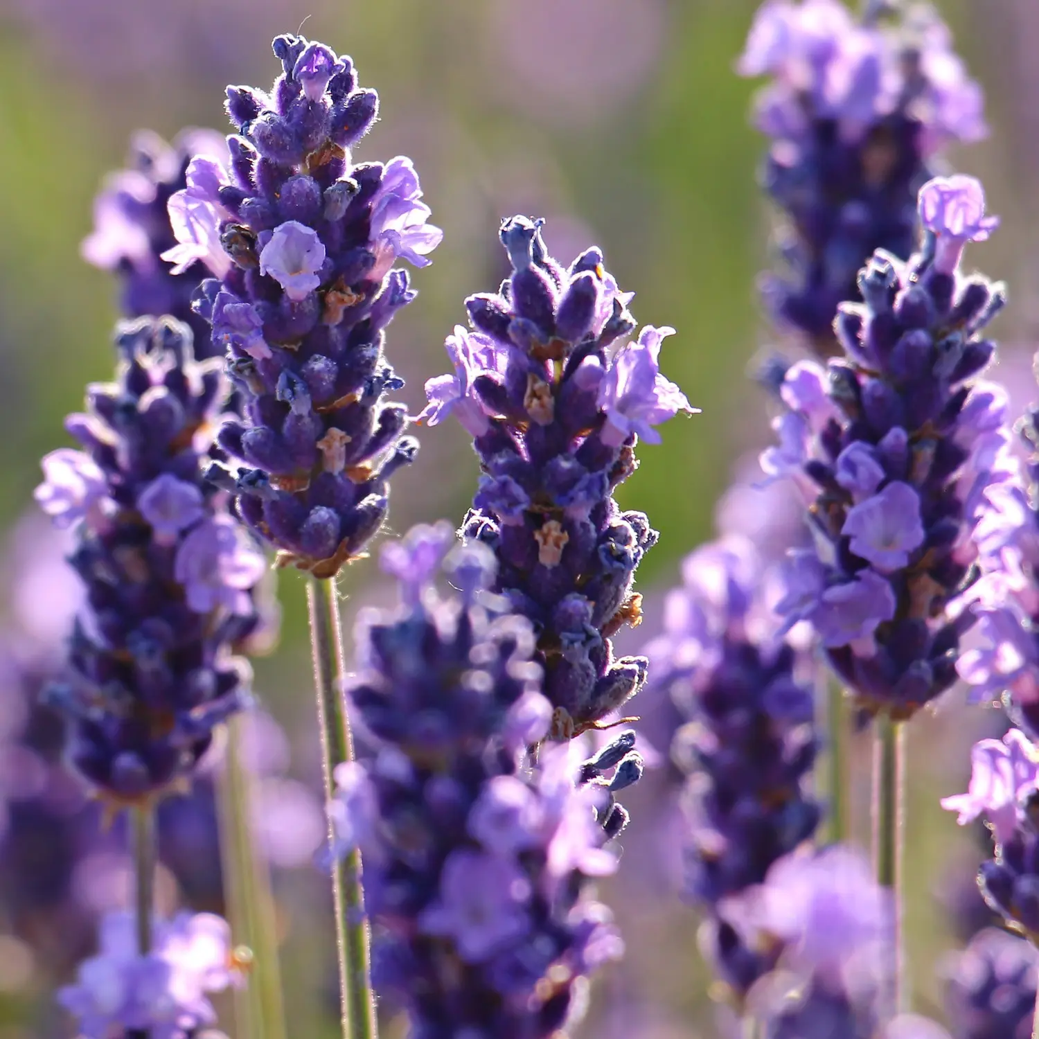 Fiori di Lavanda: Tradizione e Benefici - Quando c'è la fioritura della lavanda in Italia fiori di lavanda - Quando c'è la fioritura della lavanda in Italia