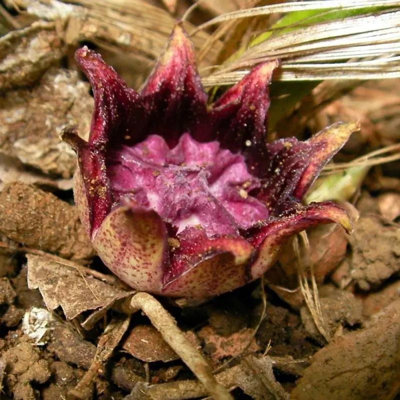 aspidistra fiore - Quando concimare l Aspidistra