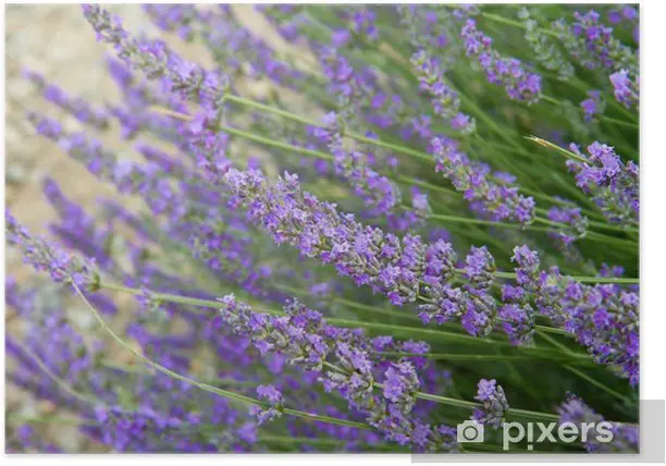 Fiori di Lavanda: Tradizione e Benefici - Quando è il momento di raccogliere la lavanda fiori di lavanda - Quando è il momento di raccogliere la lavanda