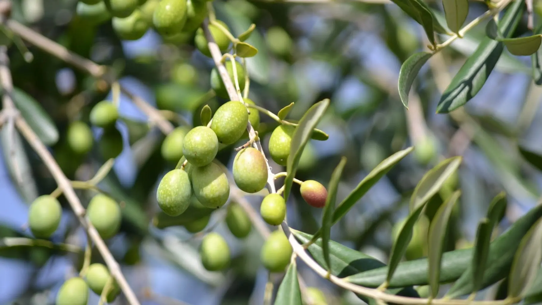 Olio Fior Fiore Coop: Origine, Qualità e Trasparenza - Quando esce l'olio nuovo Coop olio fior fiore coop - Quando esce l'olio nuovo Coop