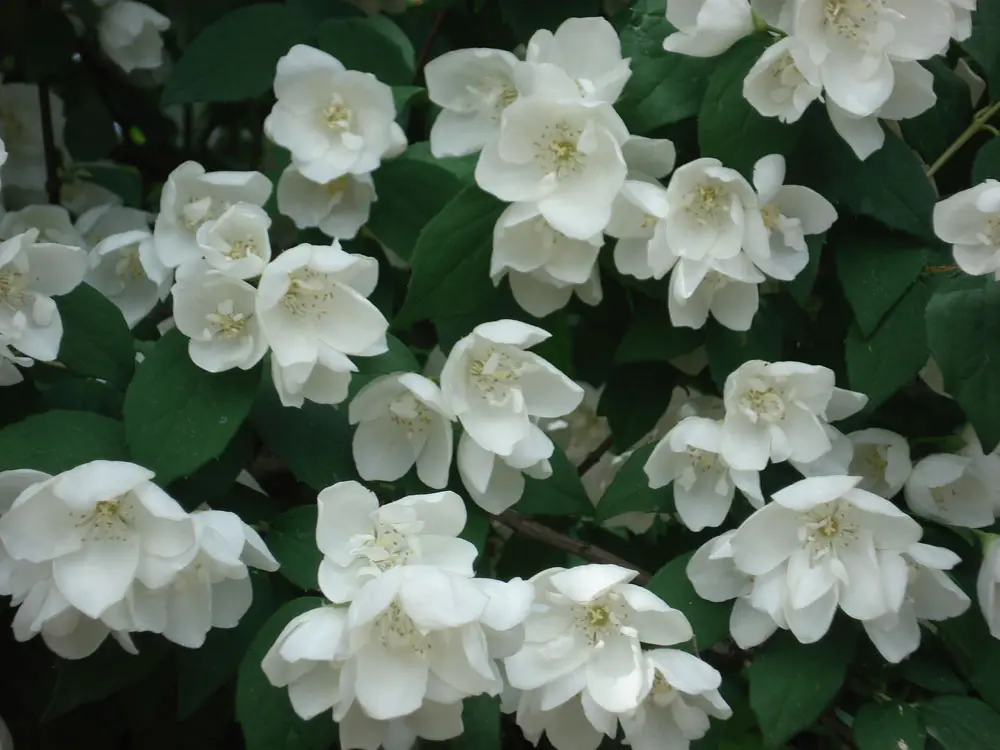 Fiori d'Angelo: Scopri il fascino dei fiori angelici - Quando fare talee di Philadelphus fiori d angelo - Quando fare talee di Philadelphus