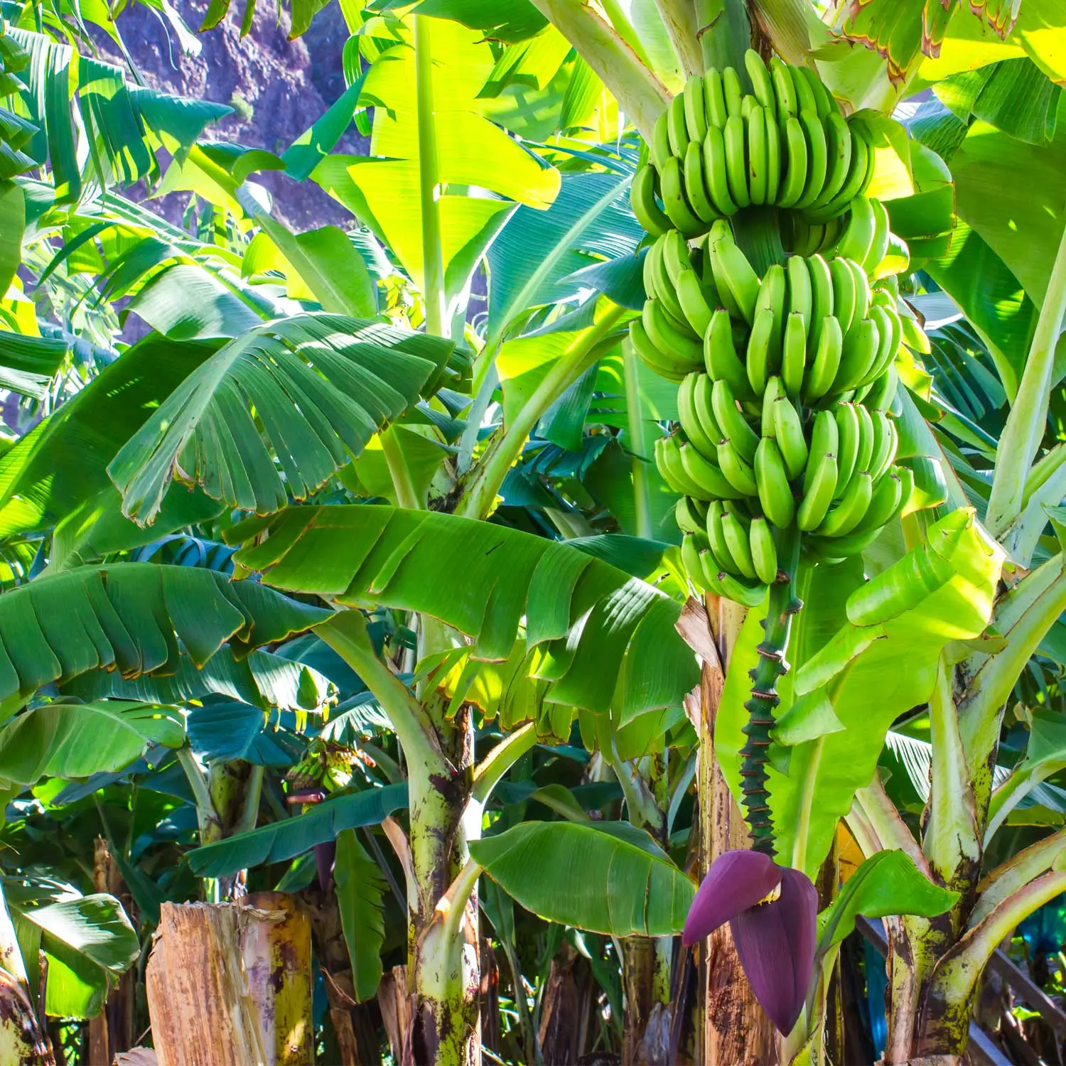 Coltivazione del banano: quando fiorisce e come curarlo in vaso