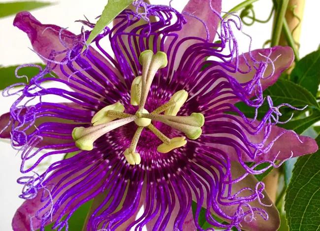 Frutto della passione fiori: tutto quello che devi sapere - Quando fiorisce il frutto della passione frutto della passione fiori - Quando fiorisce il frutto della passione