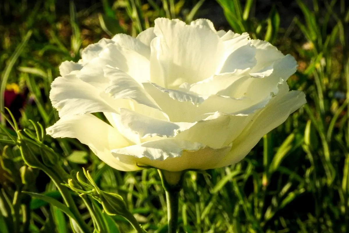 fiore lisianthus - Quando fiorisce il Lisianthus