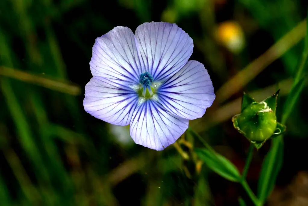 fiore celeste - Quando fiorisce il plumbago in vaso
