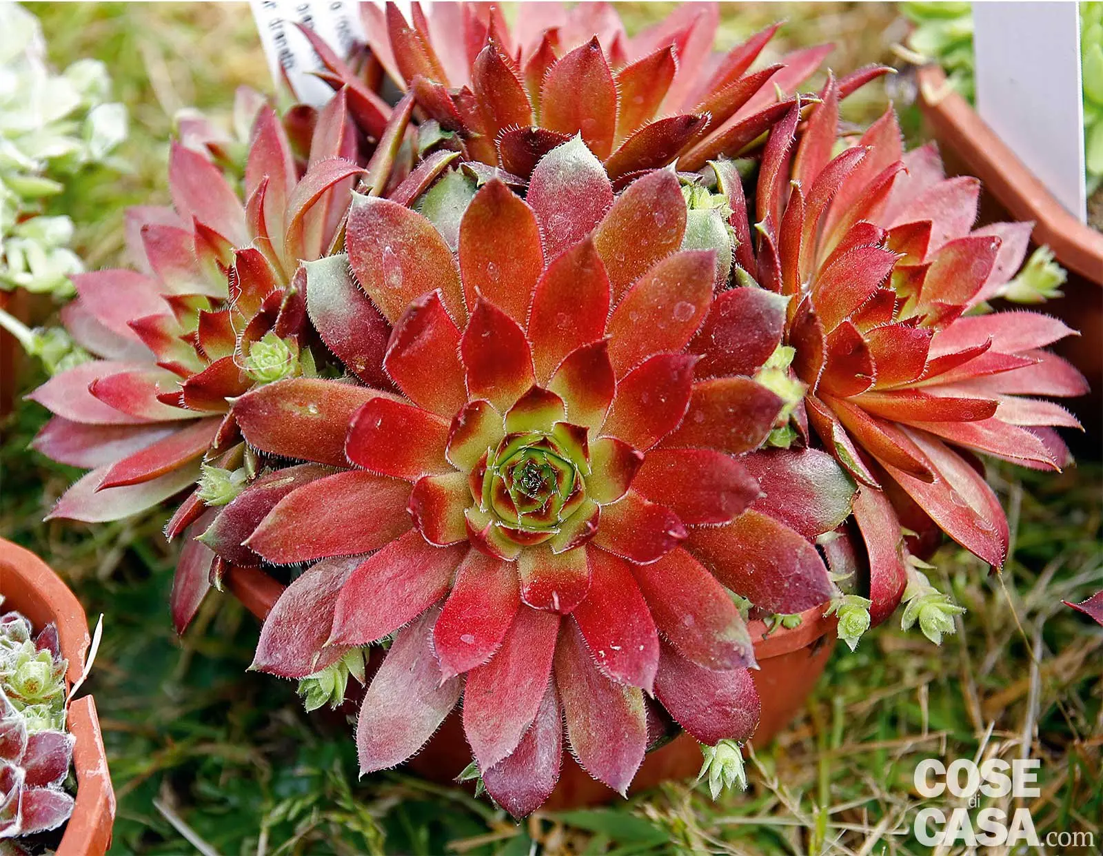 Sempervivo fiore: un gioiello della natura - Quando fiorisce il semprevivo semprevivo fiore - Quando fiorisce il semprevivo