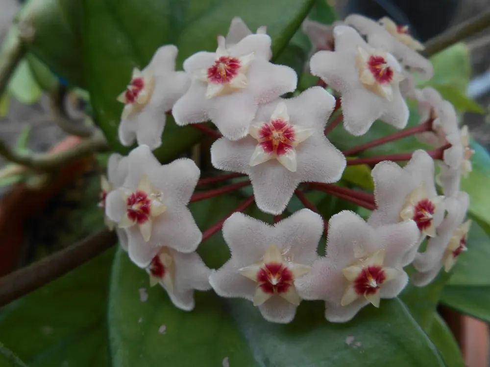 Pianta Fiori di Cera: Coltivazione e Cura - Quando fiorisce la pianta con i fiori di cera pianta fiori di cera - Quando fiorisce la pianta con i fiori di cera