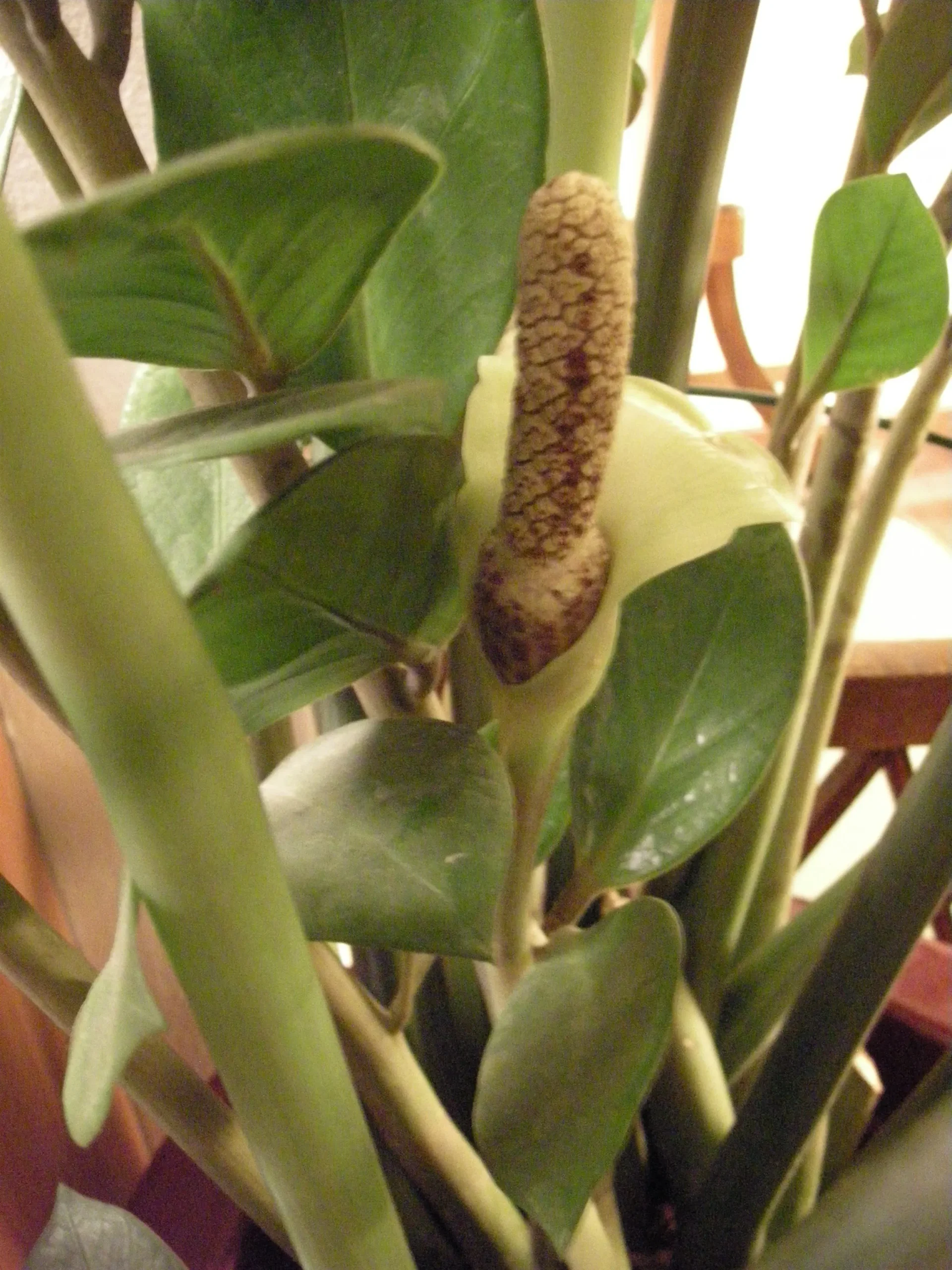 Zamioculcas Fiore: la pianta ornamentale dalla bellezza unica - Quando fiorisce la Zamioculcas zamioculcas fiore - Quando fiorisce la Zamioculcas