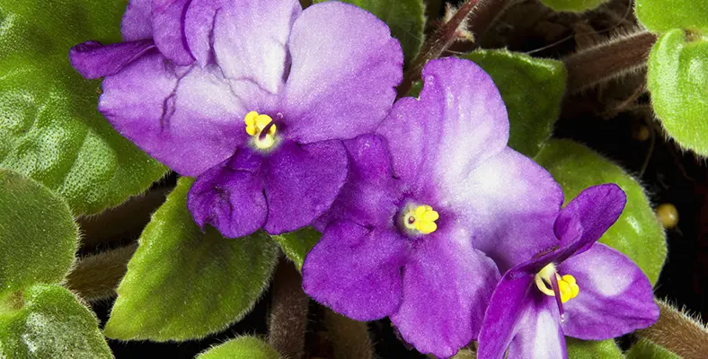 viola fiore - Quando fioriscono le violette