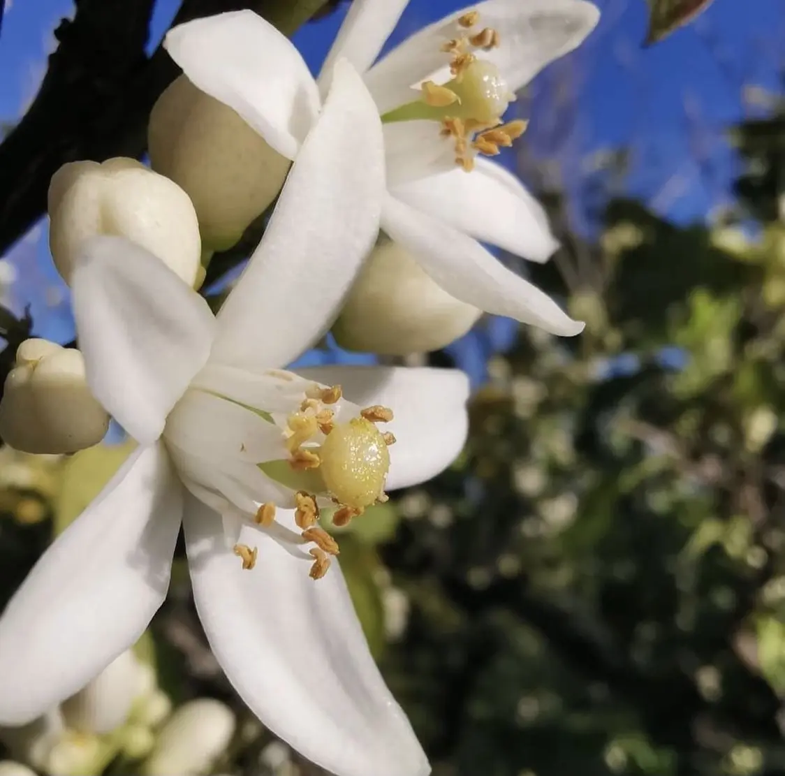 fiori di zagara - Quando fioriscono le zagare in Sicilia
