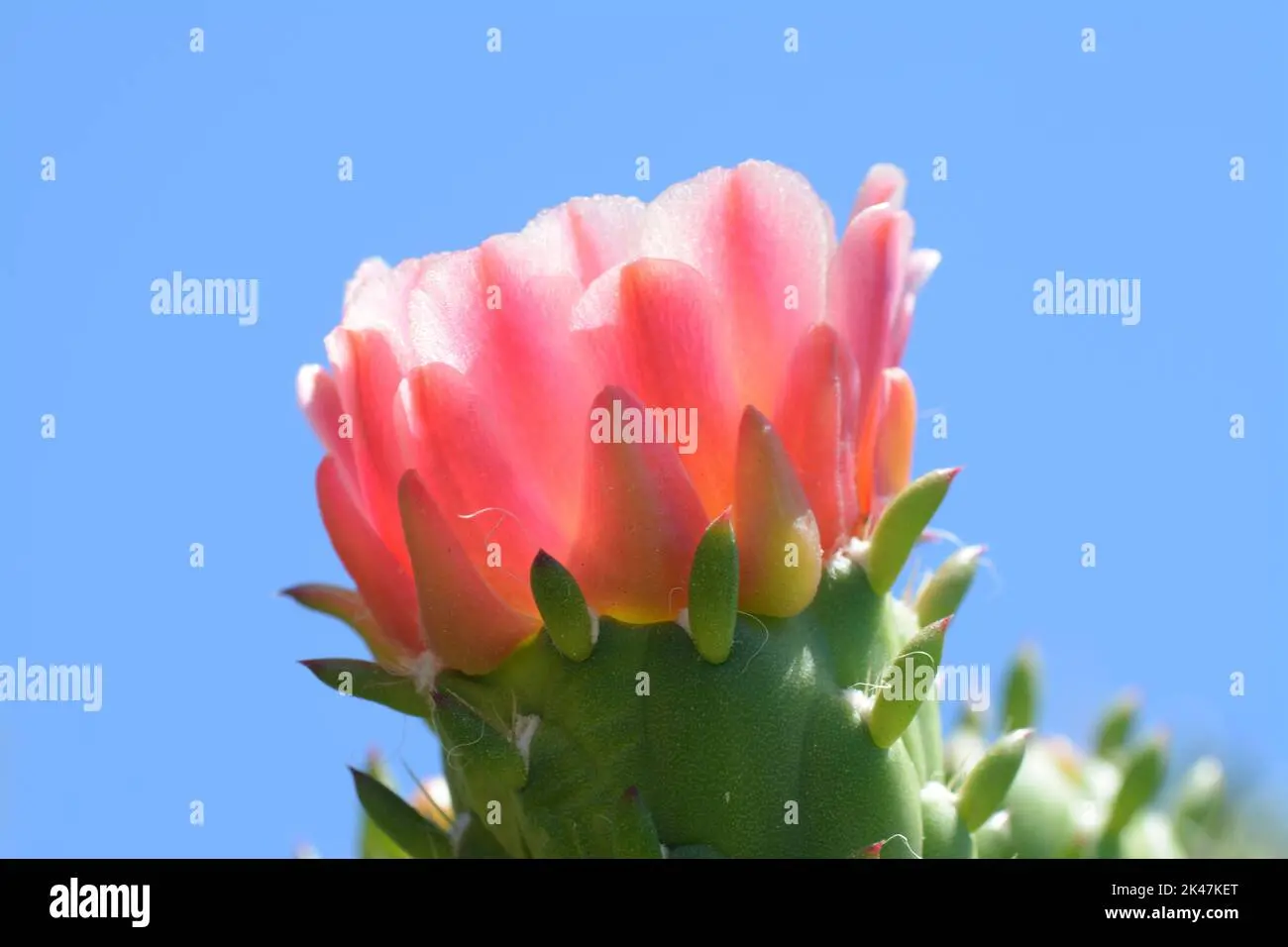 cactus fiore - Quando i cactus fanno i fiori