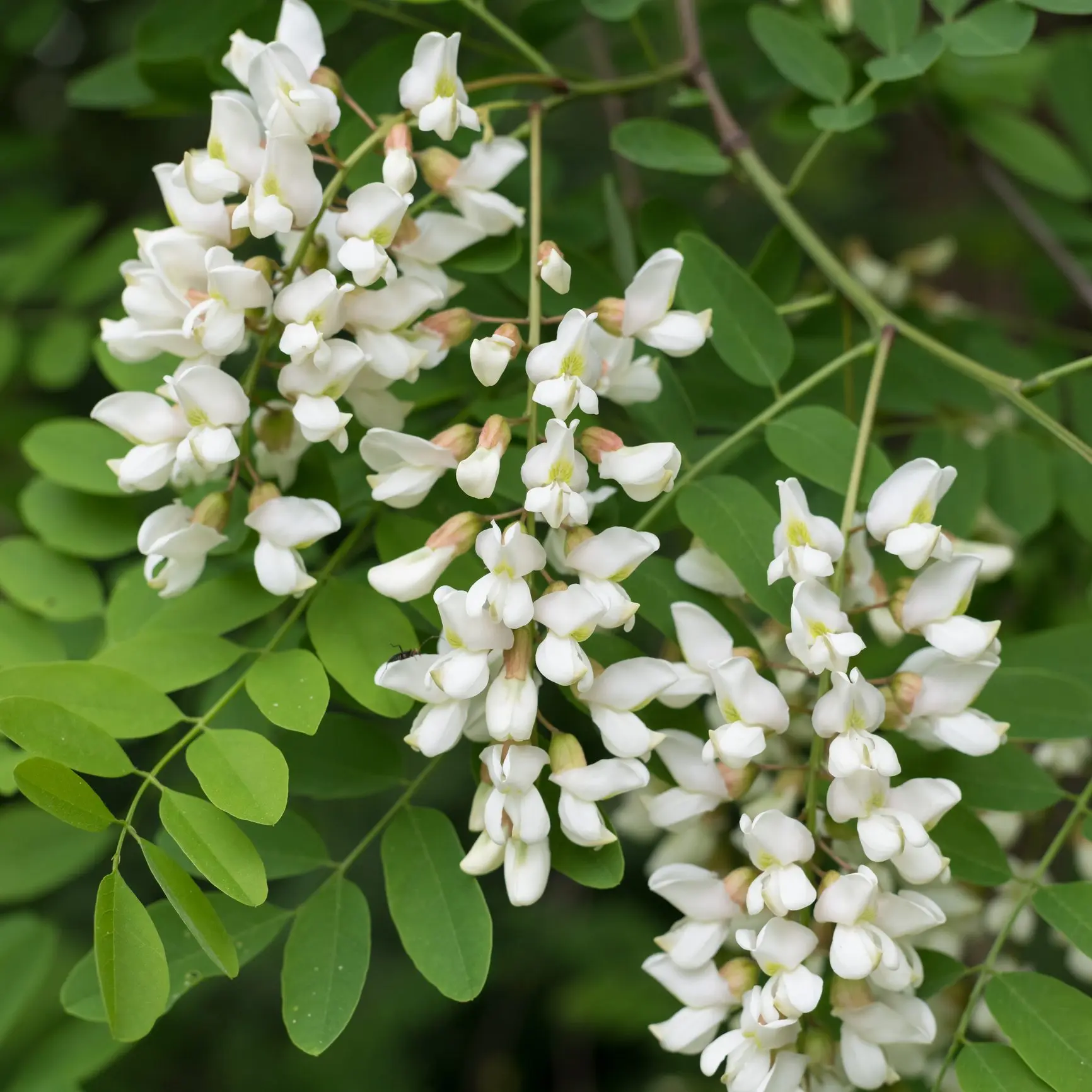 fiori acacia - Quando inizia la fioritura dell'acacia