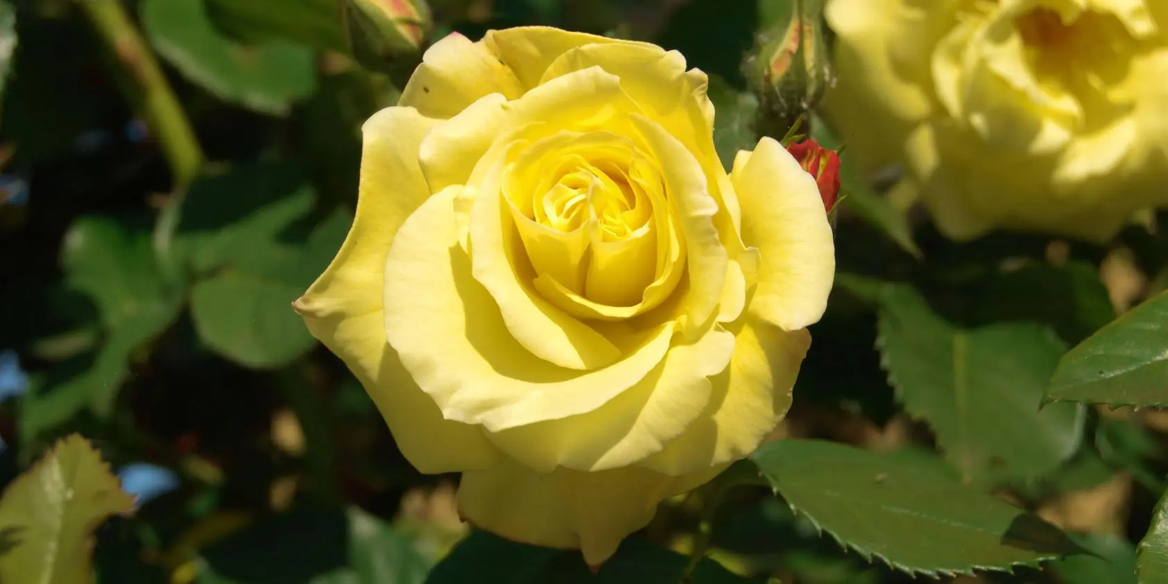 rosa fiore - Quando iniziano a fiorire le rose