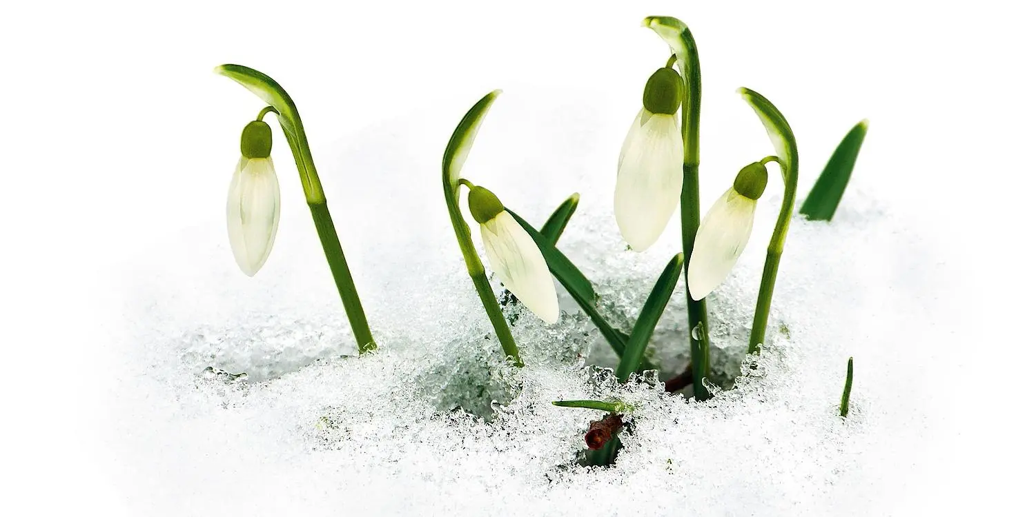 Bucaneve fiore: significato, leggende e coltivazione - Quando mettere a dimora i bulbi di bucaneve bucaneve fiore - Quando mettere a dimora i bulbi di bucaneve