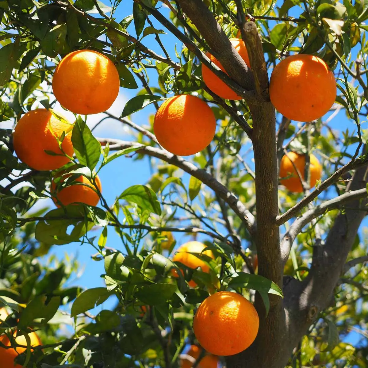 fiori d'arancio - Quando sbocciano i fiori d'arancio