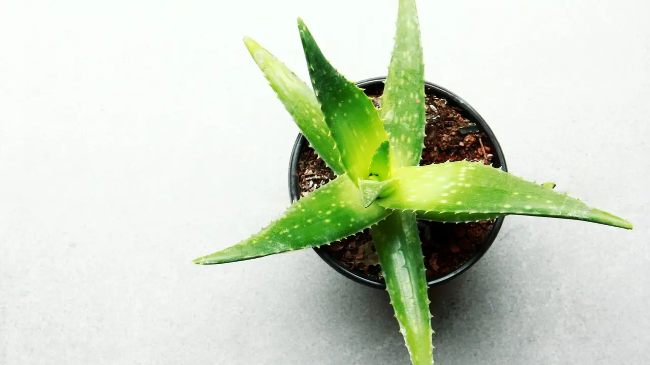 fiore aloe vera - Quando si annaffia l'Aloe vera