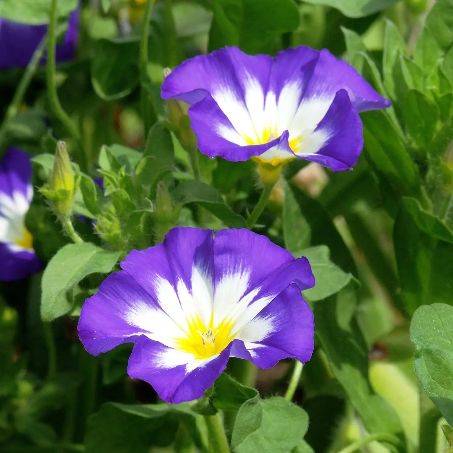 Belle di Giorno: un fiore dai colori sgargianti - Quando si pianta la bella di giorno belle di giorno fiore - Quando si pianta la bella di giorno