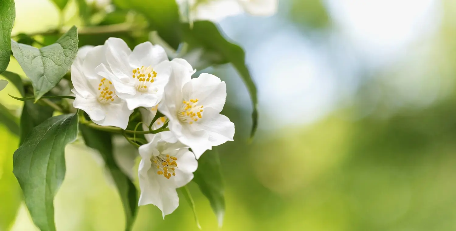 Fiore dell'Angelo: il profumo dell'estate - Quando si pota il fiore dell'angelo fiore dell angelo - Quando si pota il fiore dell'angelo