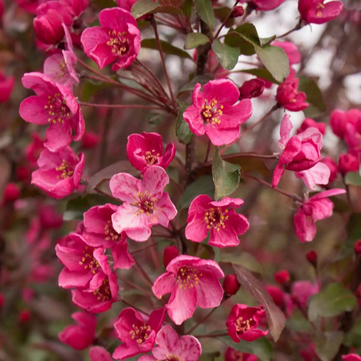 Melo da fiore: un arbusto perfetto per il tuo giardino