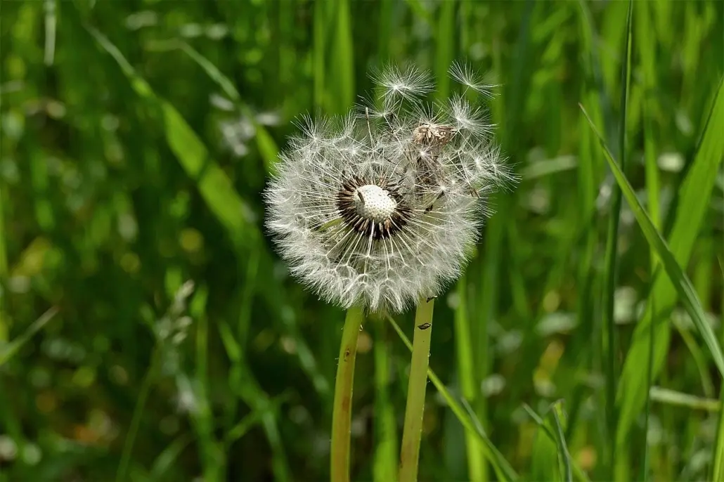 Fiore Denti di Leone: Un'Erba Benefica con Proprietà Medicinali - Quando si raccoglie il dente di leone fiore denti di leone - Quando si raccoglie il dente di leone