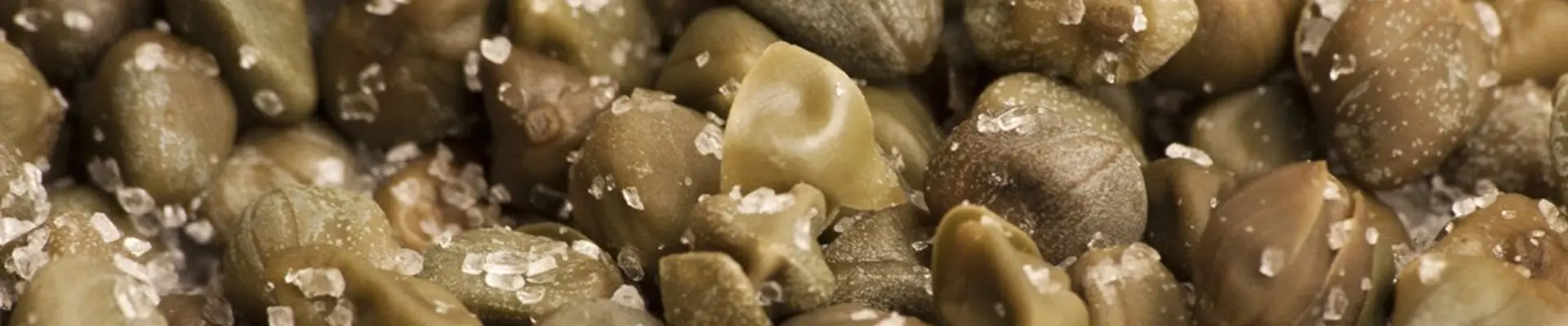 Fiori di Cappero: un tesoro della cucina siciliana - Quando si raccolgono i Cucunci fiori di cappero - Quando si raccolgono i Cucunci