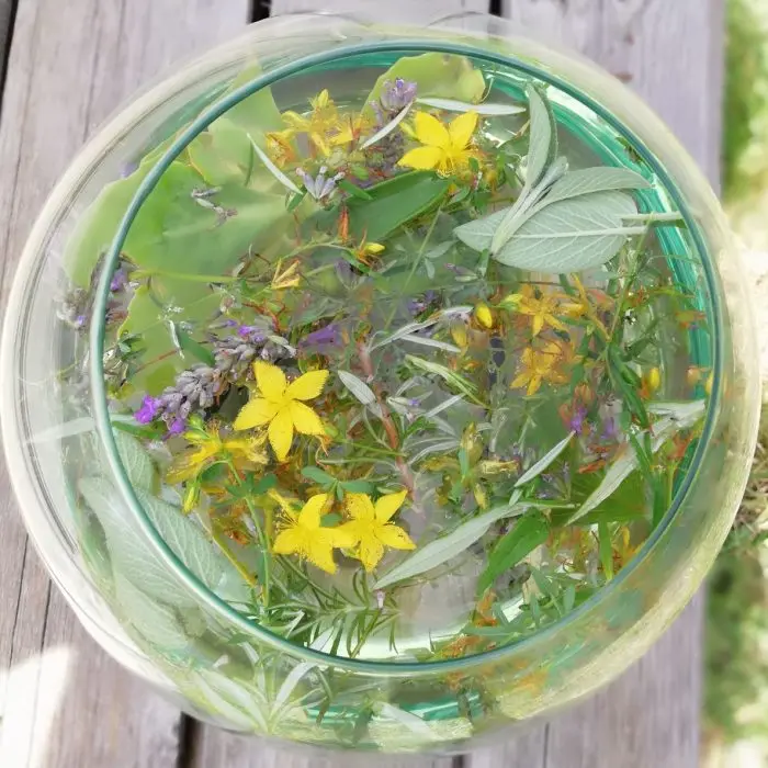 fiori di iperico - Quando si raccolgono i fiori di iperico