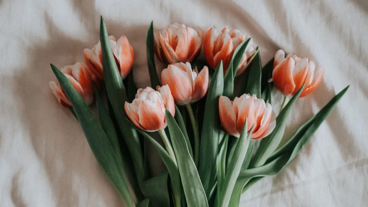 Narciso Fiore: Significato, Coltivazione e Curiosità - Quando si regalano i narcisi narciso fiore - Quando si regalano i narcisi
