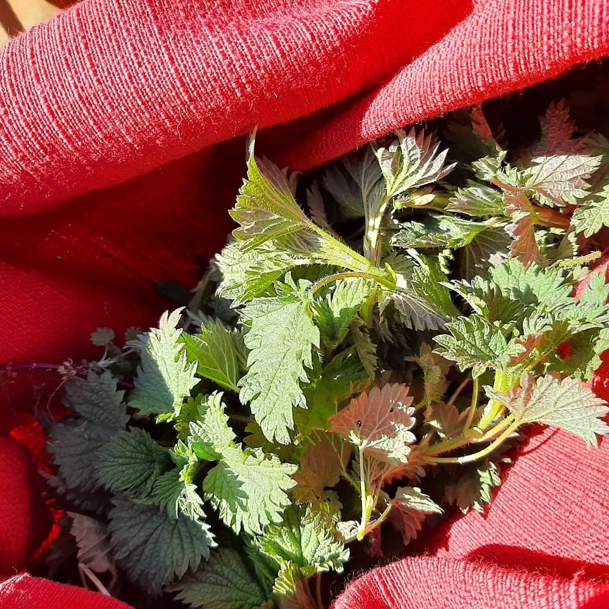soffioni fiori - Quando spuntano i soffioni