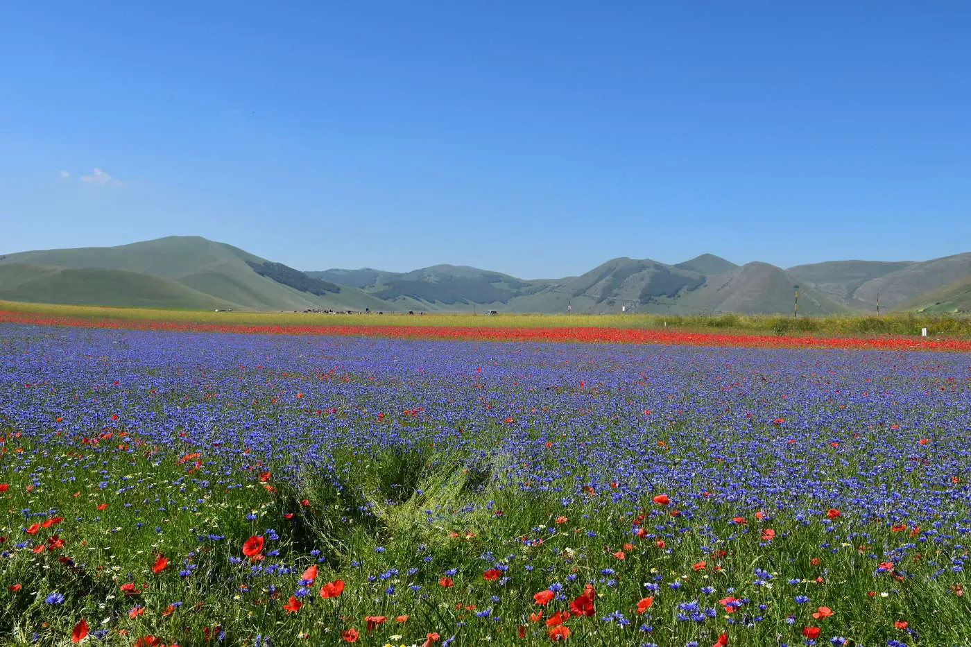Fiorita di Castelluccio: uno spettacolo naturale unico - Quando vedere la fioritura delle lenticchie a Castelluccio fiorita di castelluccio - Quando vedere la fioritura delle lenticchie a Castelluccio