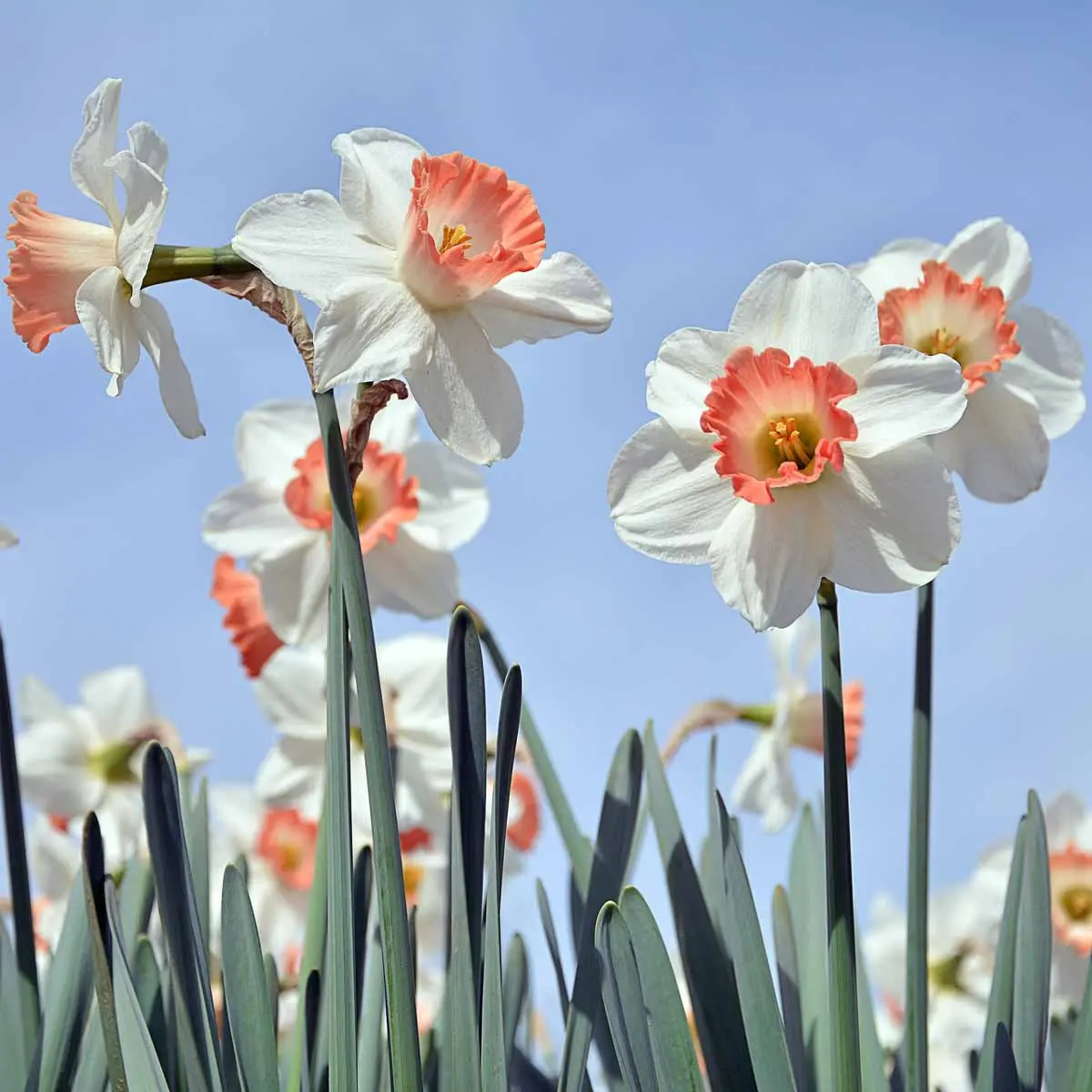 Coltivazione dei narcisi: tutto ciò che devi sapere - Quanta acqua vuole il narciso narcisi fiori - Quanta acqua vuole il narciso