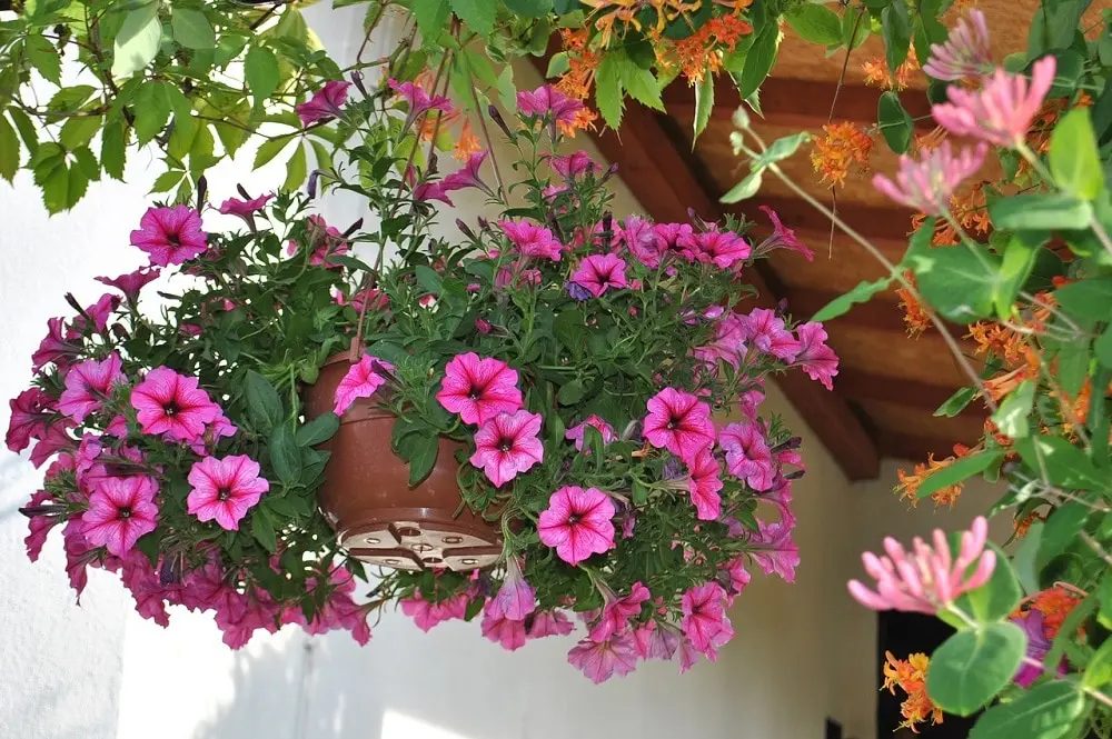 petunia fiore - Quanta acqua vuole la petunia