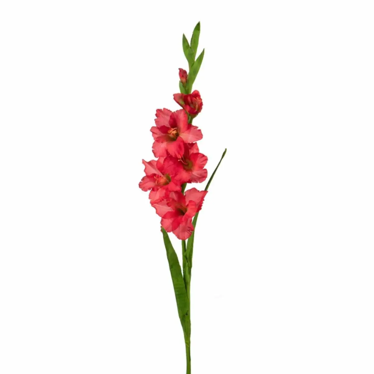 gladiolo fiore - Quante volte fiorisce il gladiolo