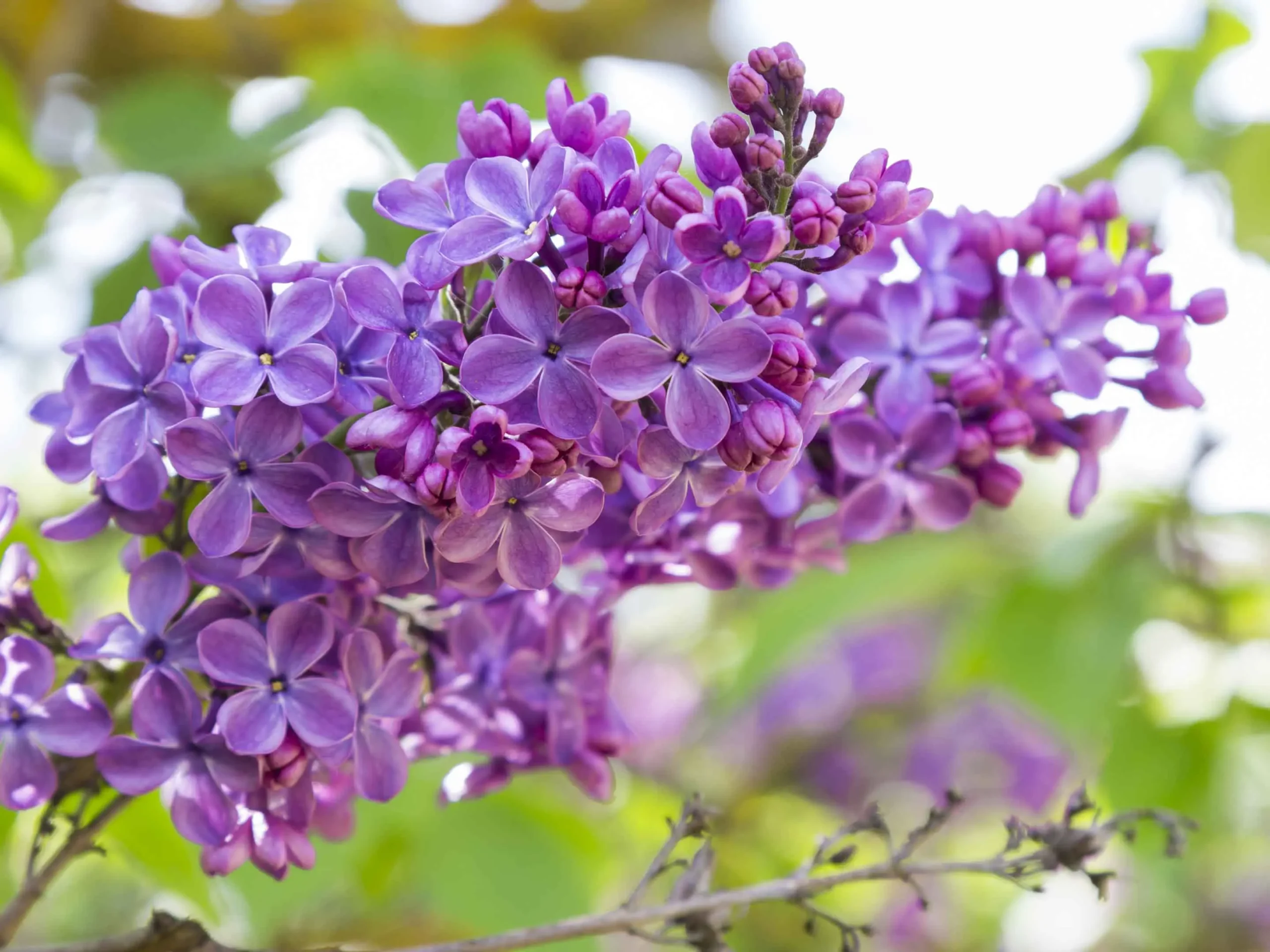 Fiori Lilla: Un'Esplosione di Colore e Profumo - Quante volte fiorisce il lillà fiori lilla - Quante volte fiorisce il lillà