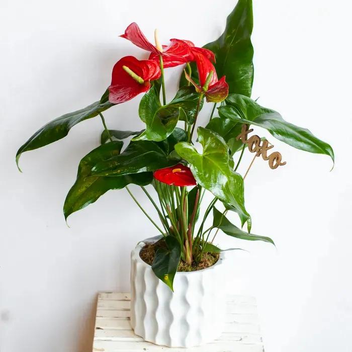 Anthurium Fiori: Come far rifiorire questa bellissima pianta da fiore - Quante volte fiorisce l Anthurium anthurium fiori - Quante volte fiorisce l Anthurium