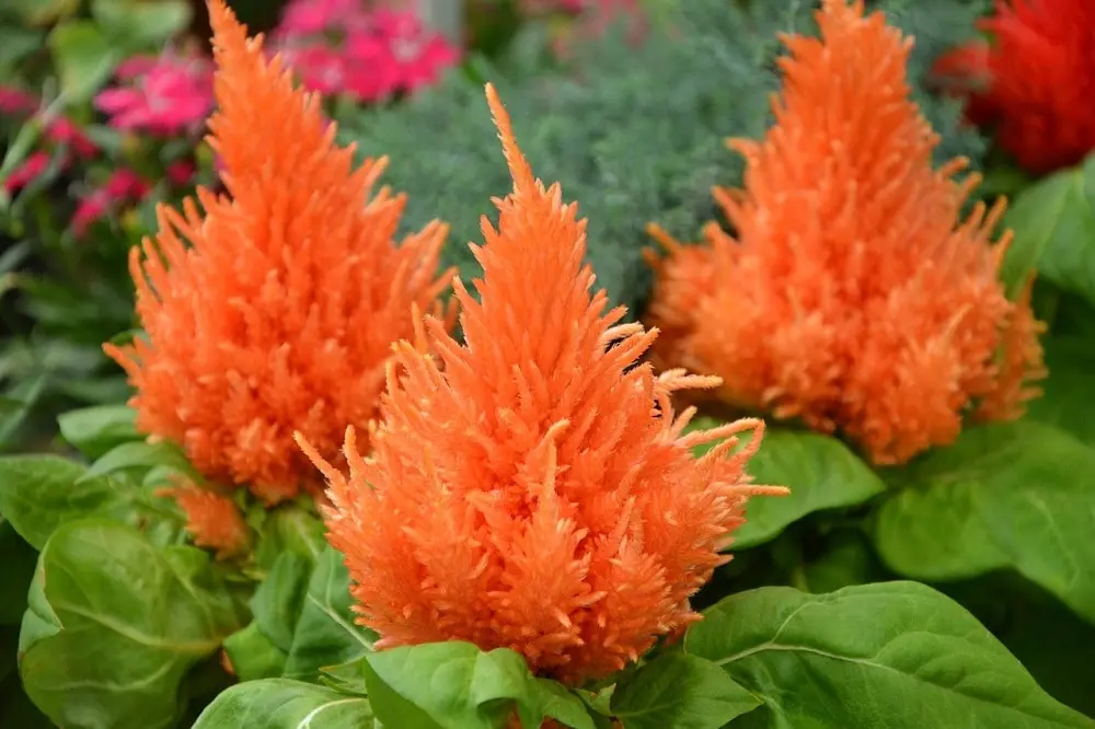 Come coltivare le creste di gallo fiori - Quante volte innaffiare la Celosia creste di gallo fiori - Quante volte innaffiare la Celosia