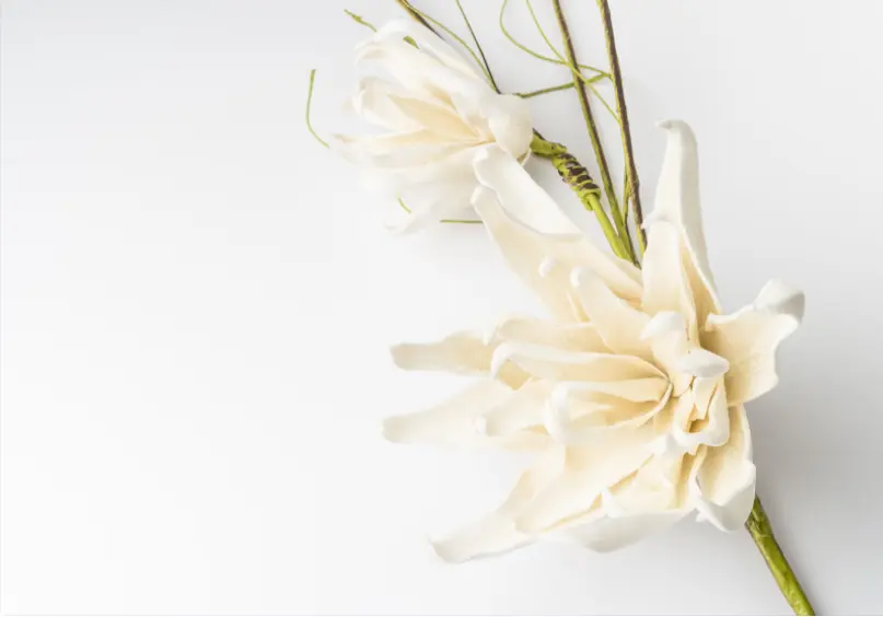 Gardenia Fiore: Come curarla e coltivarla al meglio - Quante volte si annaffia la gardenia gardenia fiore - Quante volte si annaffia la gardenia