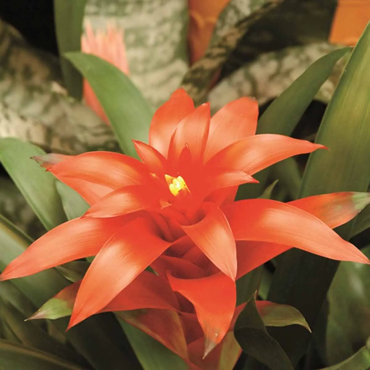 fiore rosso - Quante volte si bagna la Guzmania