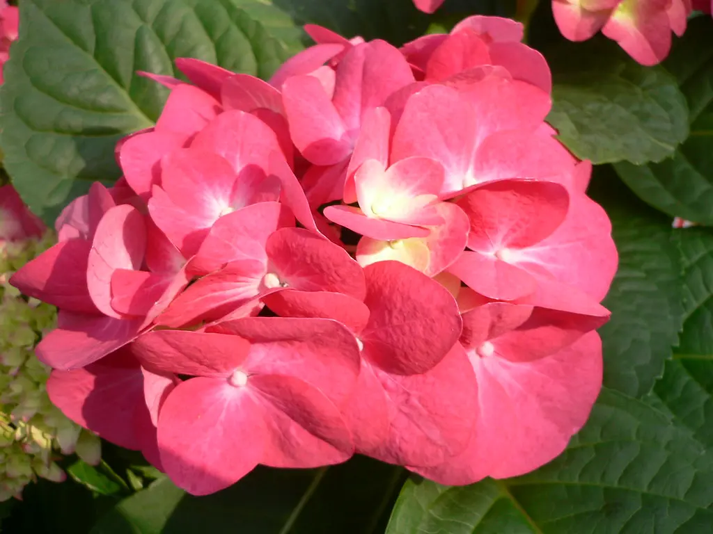 Il significato dei fiori di ortensia - Quante volte va annaffiata l ortensia fiore ortensia - Quante volte va annaffiata l ortensia